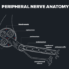 MRI Online MRI Mastery Series: Nerve Imaging – Entrapment Neuropathy and Tumor Imaging of Nerves 2021