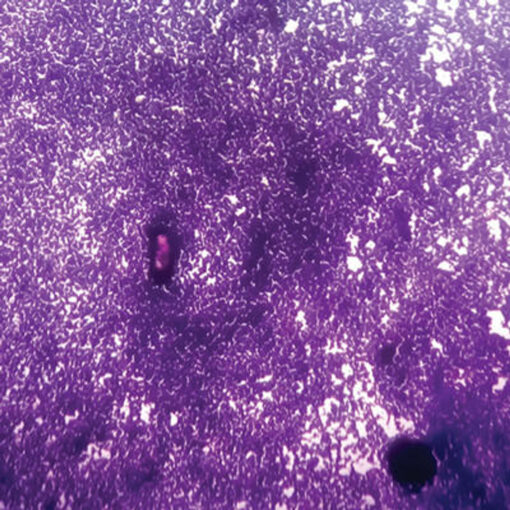Oakstone Cytopathology 2022