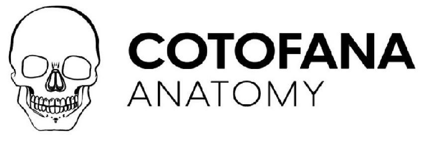 Cotofana Anatomy Online Anatomy Courses (Professor Cotofana Anatomy Review)